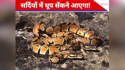 सावधान: अब सर्दियों में ​धूप सेंकने निकलेगा ये खतरनाक सांप, मिनटों में घोट है दम