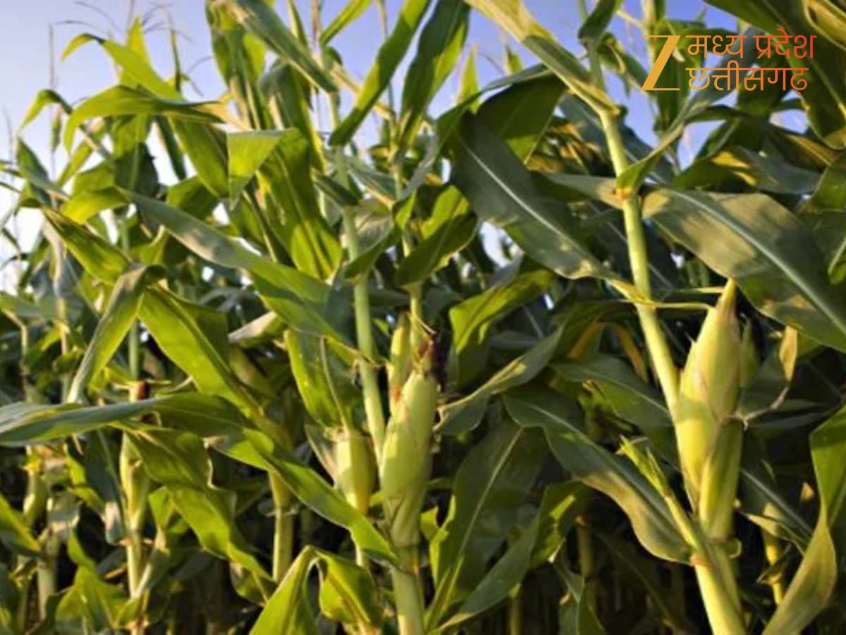 मक्के का उत्पादन