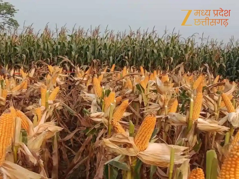 छिंदवाड़ा जिला