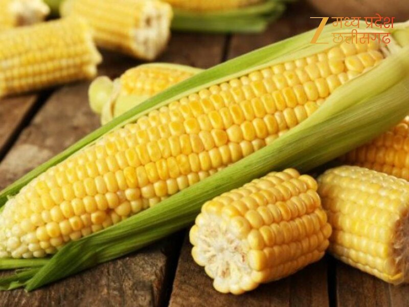 मक्के की खेती