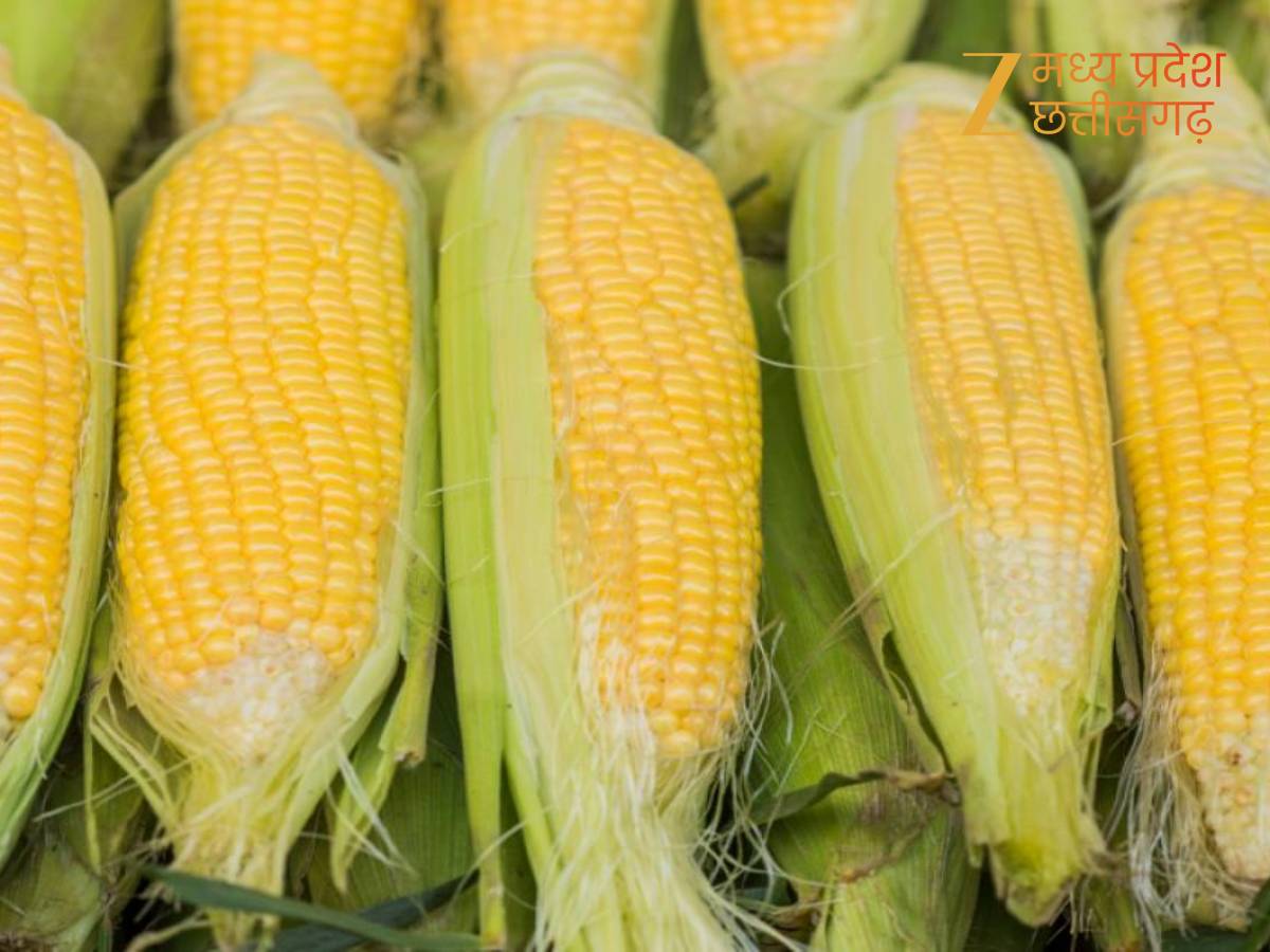 कॉर्न फेस्टिवल