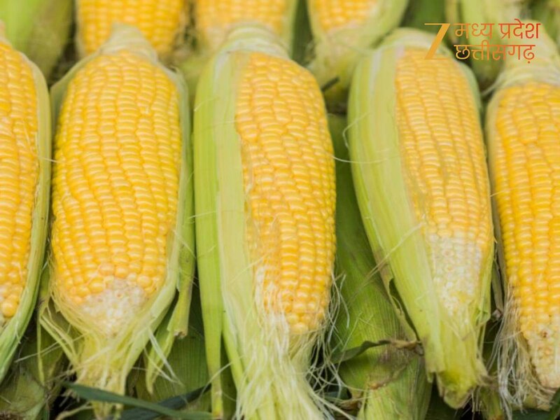 कॉर्न फेस्टिवल