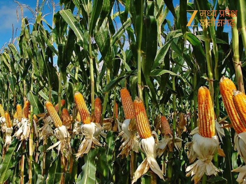 कॉर्न सिटी