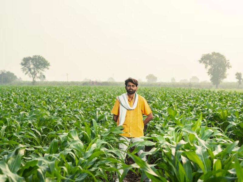 नहीं मिलेगा समर्थन मूल्य