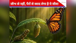 यकीन करना मुश्किल! जीभ का काम खत्म, पैरों से स्वाद चखता है ये खूबसूरत जीव