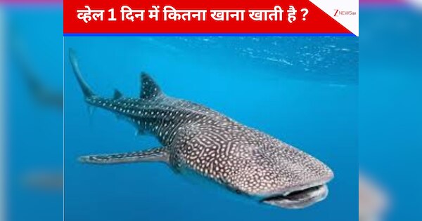 How much food does a whale eat in a day Blue Whale whale Food Intake ...