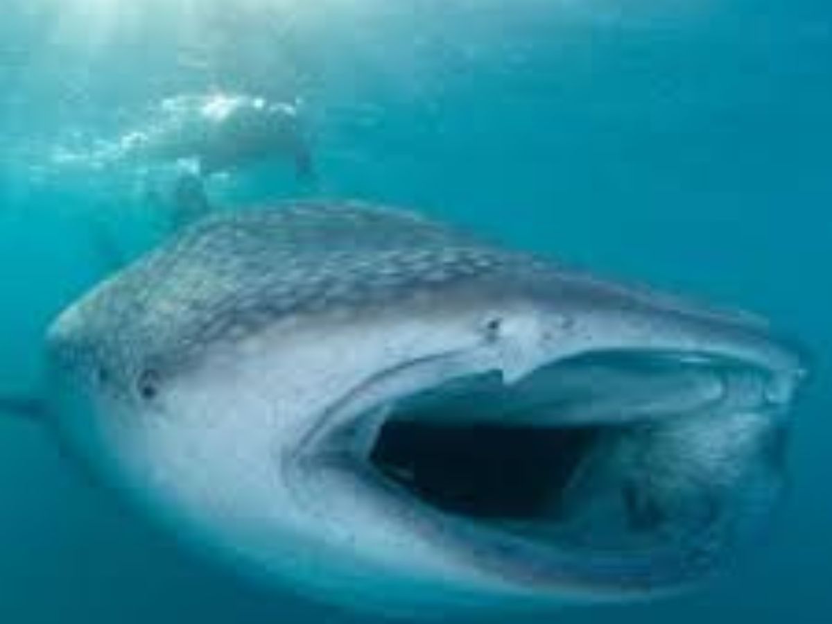 How Much Food Does A Whale Eat In A Day Blue Whale Whale Food Intake how-much-food-does-a-whale-eat-in-a-day-blue-whale-whale-food-intake