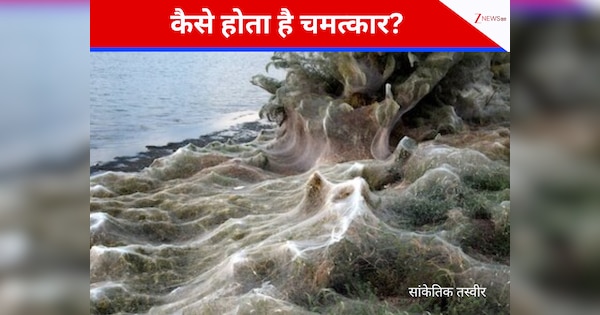 इस देश में ठंड नहीं किसी और वजह से बनती हैं बर्फ की चादरें, 8 पैर वाला जीव करता है ये काम