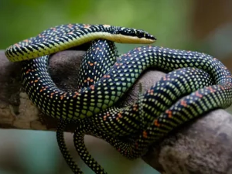 गोल्डन ट्री स्नेक