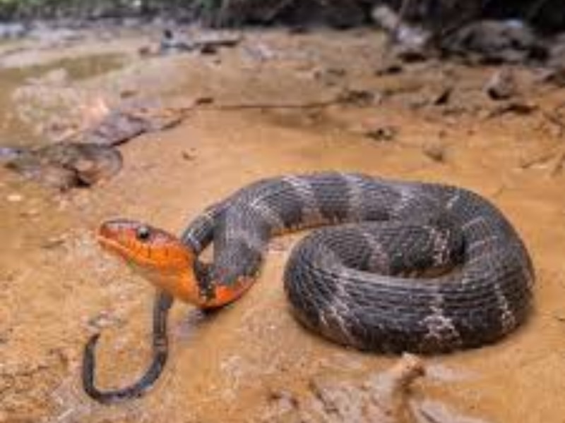 ऑरेंज-कॉलर कीलबैक