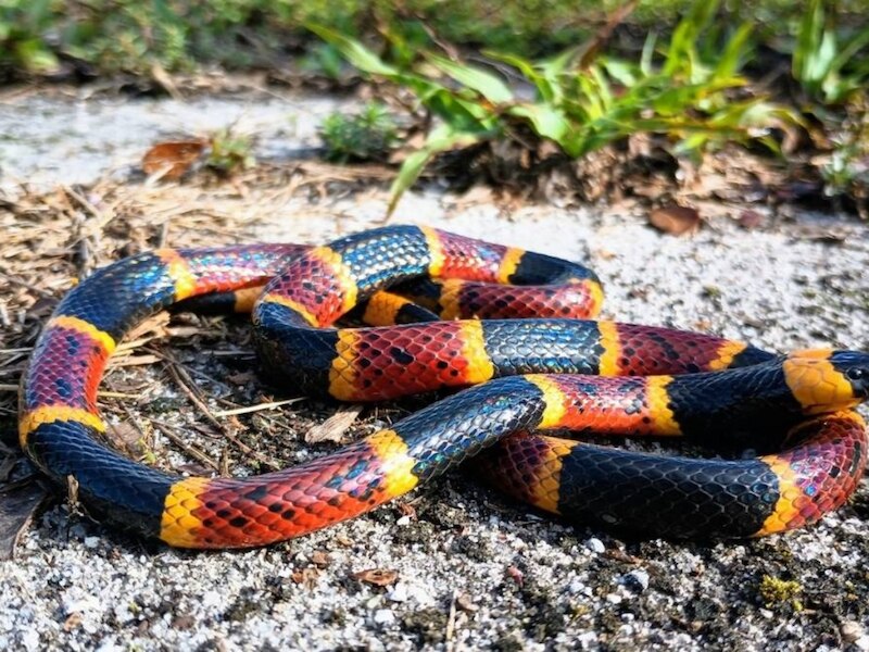 ऑरेंज-बैंडेड कोरल