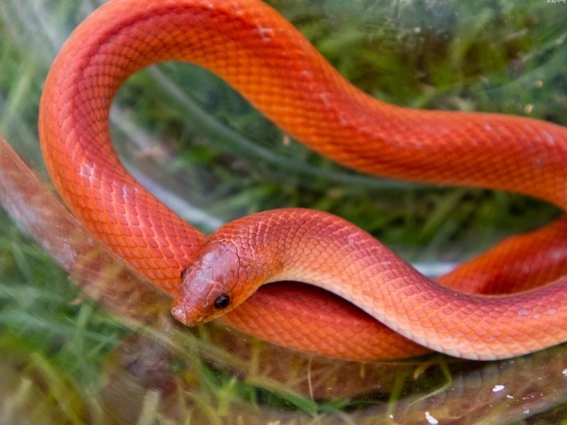 कोरल रेड कुकरी