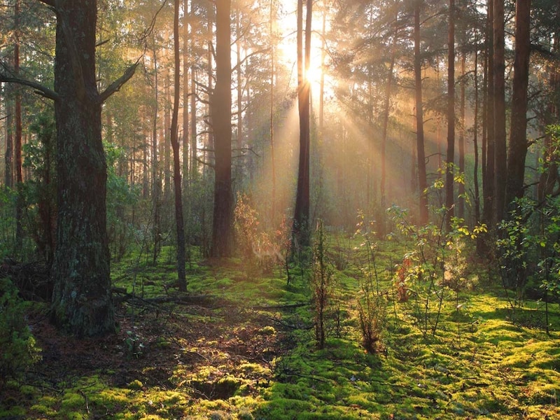 सूरज की रोशनी में छिपे 7 रंग