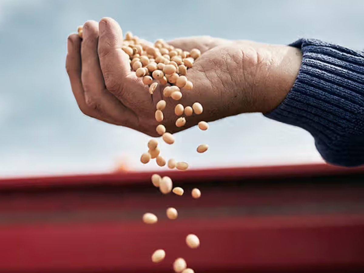 सोया स्टेट/प्रोटीन कैपिटल