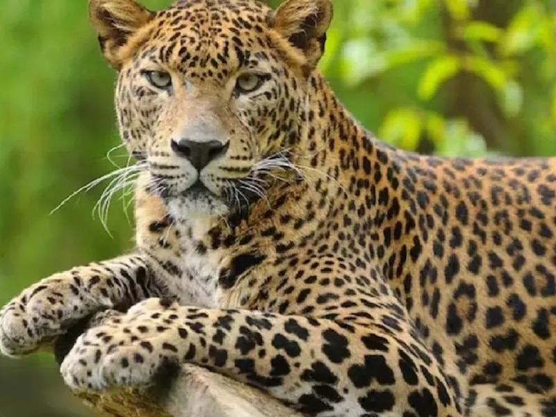 तेंदुआ राज्य