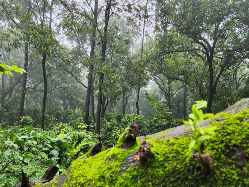 कॉफी के बागान