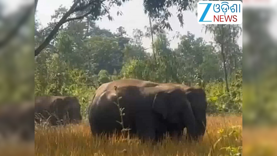 Odisha News: ୩୨ ଟିକିଆ ହାତୀ ପଲ ପାଇଁ ଆତଙ୍କିତ ଚାଷୀ