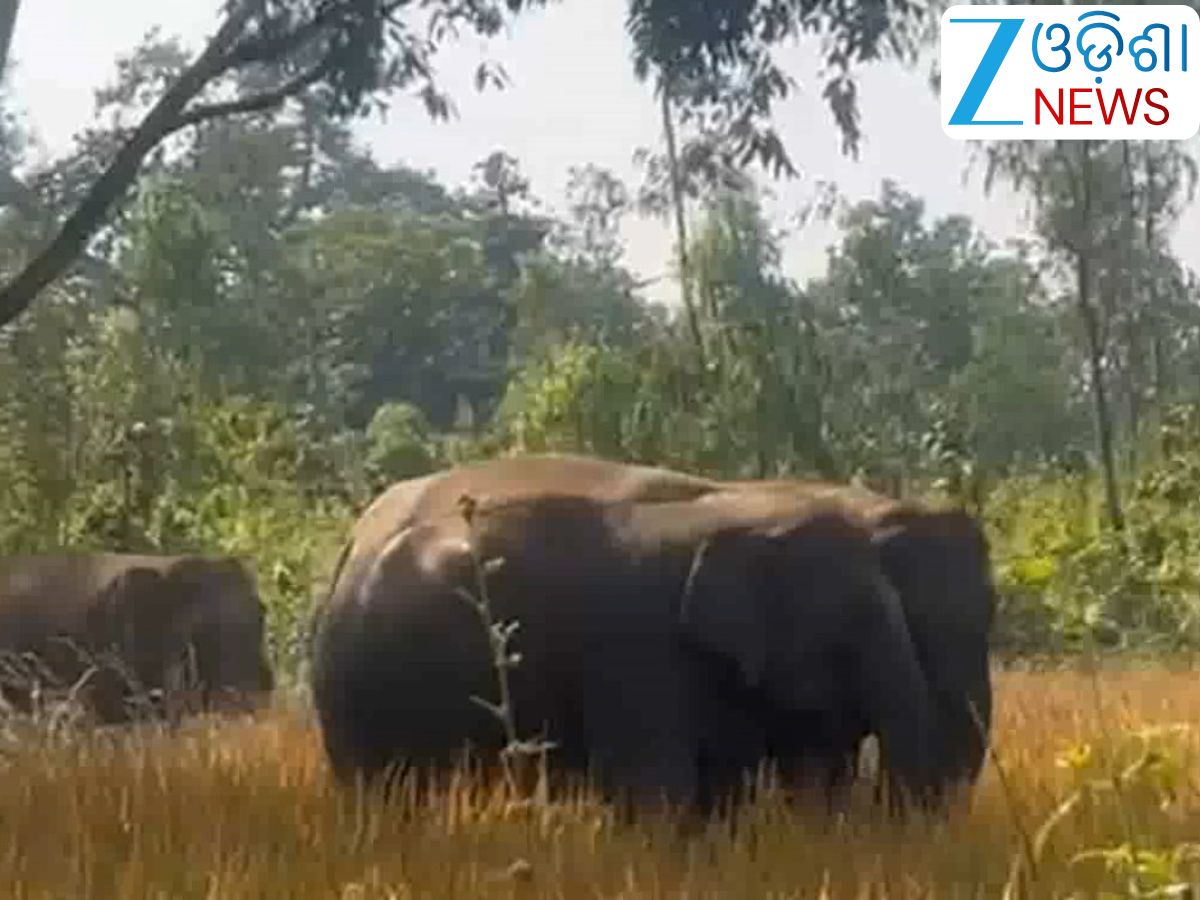 Odisha News: ୩୨ ଟିକିଆ ହାତୀ ପଲ ପାଇଁ ଆତଙ୍କିତ ଚାଷୀ Odisha News: ୩୨ ଟିକିଆ ହାତୀ ପଲ ପାଇଁ ଆତଙ୍କିତ ଚାଷୀ