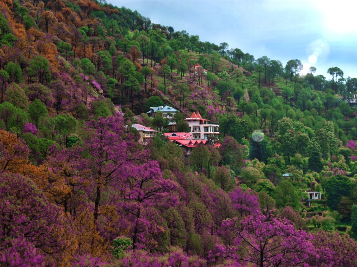 कसौली हिल स्टेशन (Kasauli Hill Station)
