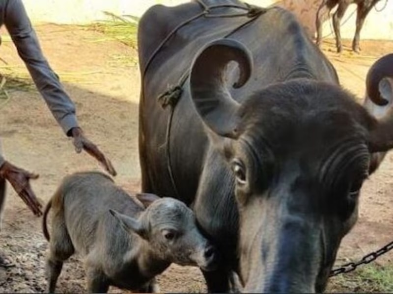 बन्नी भैंस