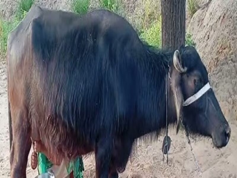 गोदावरी