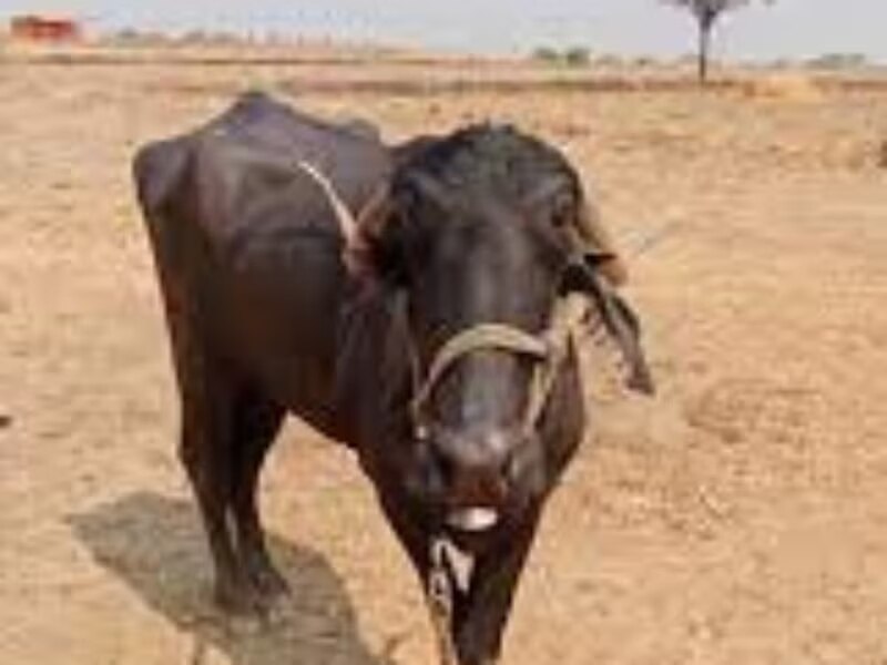 पंढरपुरी