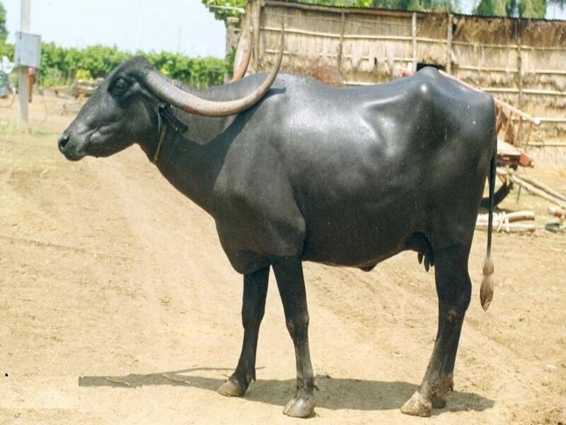 नागपुरी