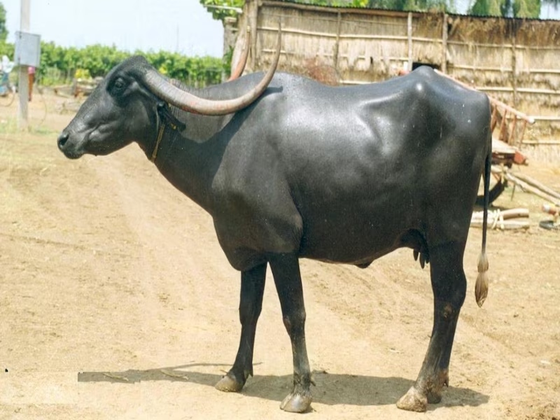 नागपुरी