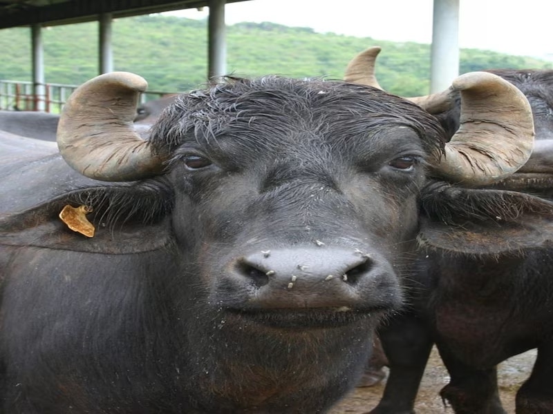 मेहसाणा 