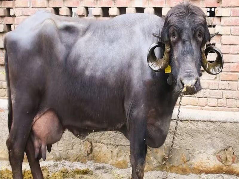 जाफराबादी