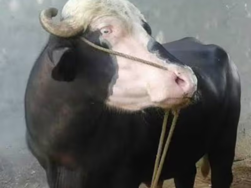 नीली रवि