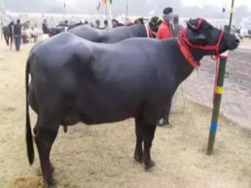मुर्रा भैंस