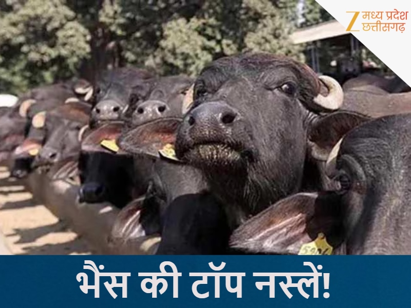 भैंस की टॉप नस्लें