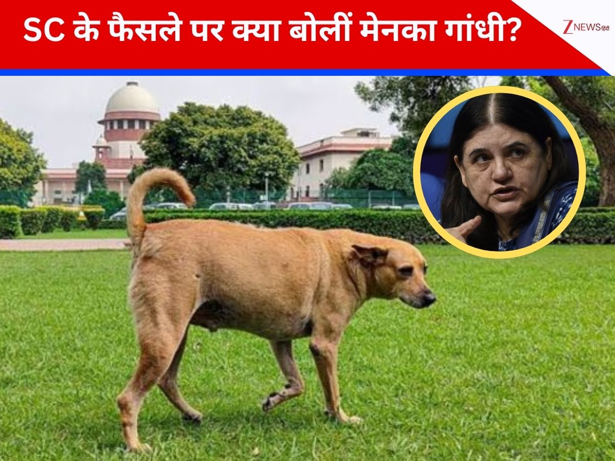 आवारा कुत्तों पर आया सुप्रीम कोर्ट का फैसला, तो मेनका गांधी ने उठाए सवाल, कही ये बात आवारा कुत्तों पर आया सुप्रीम कोर्ट का फैसला, तो मेनका गांधी ने उठाए सवाल, कही ये बात