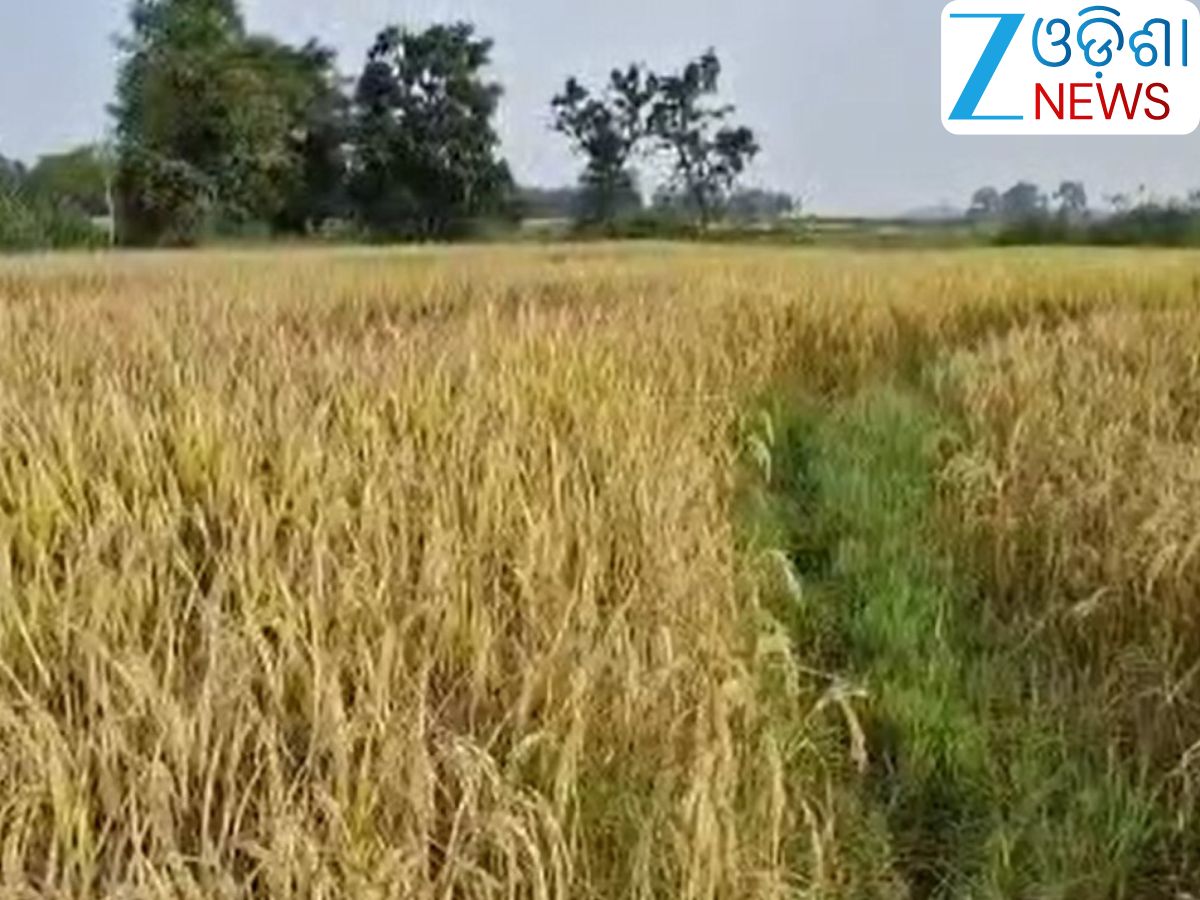 Odisha News: ଚାଷୀଙ୍କ ଉପରେ ପଡିଛି ଚକଡା ଚଡ଼କ Odisha News: ଚାଷୀଙ୍କ ଉପରେ ପଡିଛି ଚକଡା ଚଡ଼କ