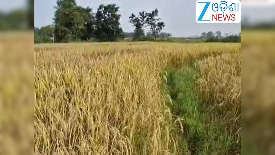 Odisha News: ଚାଷୀଙ୍କ ଉପରେ ପଡିଛି ଚକଡା ଚଡ଼କ