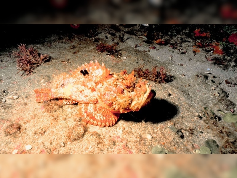 most-dangerous-sea-animal-than-shark-in-sea-box-jellyfish-blue-ringed