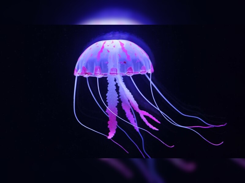 most-dangerous-sea-animal-than-shark-in-sea-box-jellyfish-blue-ringed
