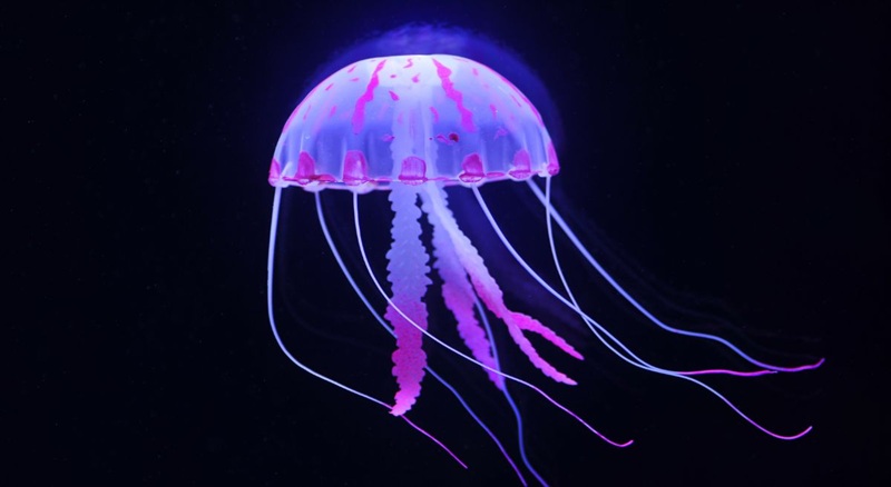 Most Dangerous Sea Animal Than Shark In Sea Box Jellyfish Blue Ringed most-dangerous-sea-animal-than-shark-in-sea-box-jellyfish-blue-ringed