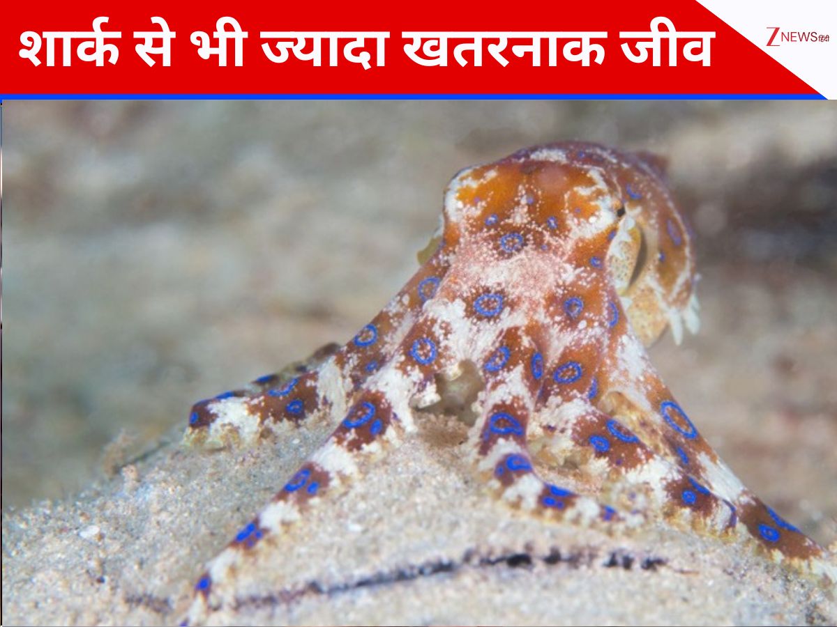 Most Dangerous Sea Animal Than Shark In Sea Box Jellyfish Blue Ringed most-dangerous-sea-animal-than-shark-in-sea-box-jellyfish-blue-ringed