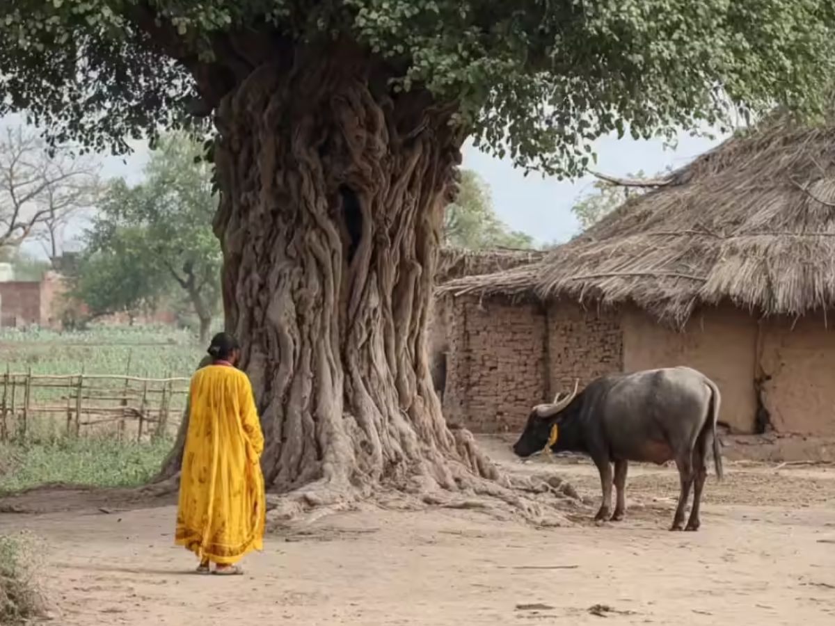 फाइल फोटो फाइल फोटो