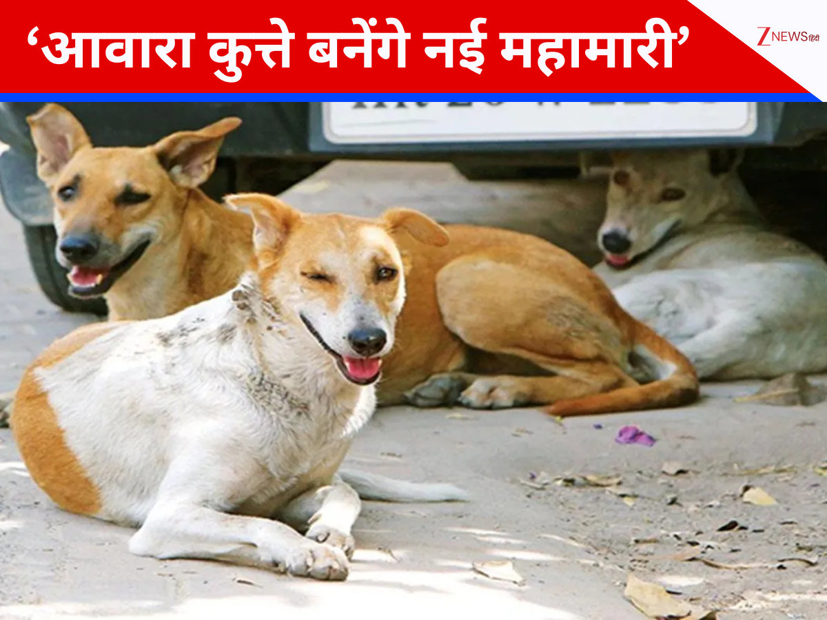 दिल्ली में जीरो तो मुंबई में सिर्फ 8...आवारा कुत्तों के शेल्टर होम हैं ही नहीं तो रखेंगे कहां?, जानें राज्यों का हाल दिल्ली में जीरो तो मुंबई में सिर्फ 8...आवारा कुत्तों के शेल्टर होम हैं ही नहीं तो रखेंगे कहां?, जानें राज्यों का हाल
