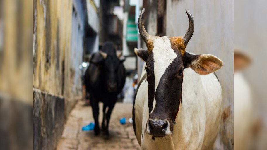 पहले मुस्लिम युवकों पर गौरक्षकों का हमला, फिर पुलिसिया एक्शन; जांच में निकला भैंस का मांस