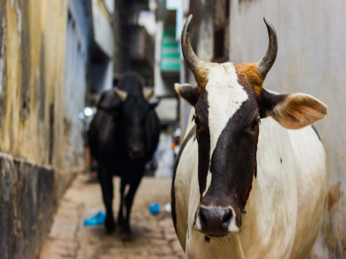 पहले मुस्लिम युवकों पर गौरक्षकों का हमला, फिर पुलिसिया एक्शन; जांच में निकला भैंस का मांस पहले मुस्लिम युवकों पर गौरक्षकों का हमला, फिर पुलिसिया एक्शन; जांच में निकला भैंस का मांस