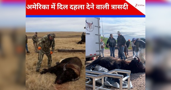 'हमने भैंसें बचाई थी, अब बच्चों के भूख के लिए मार रहे हैं...”, अमेरिका में ऐसी क्यों मची त्रासदी!