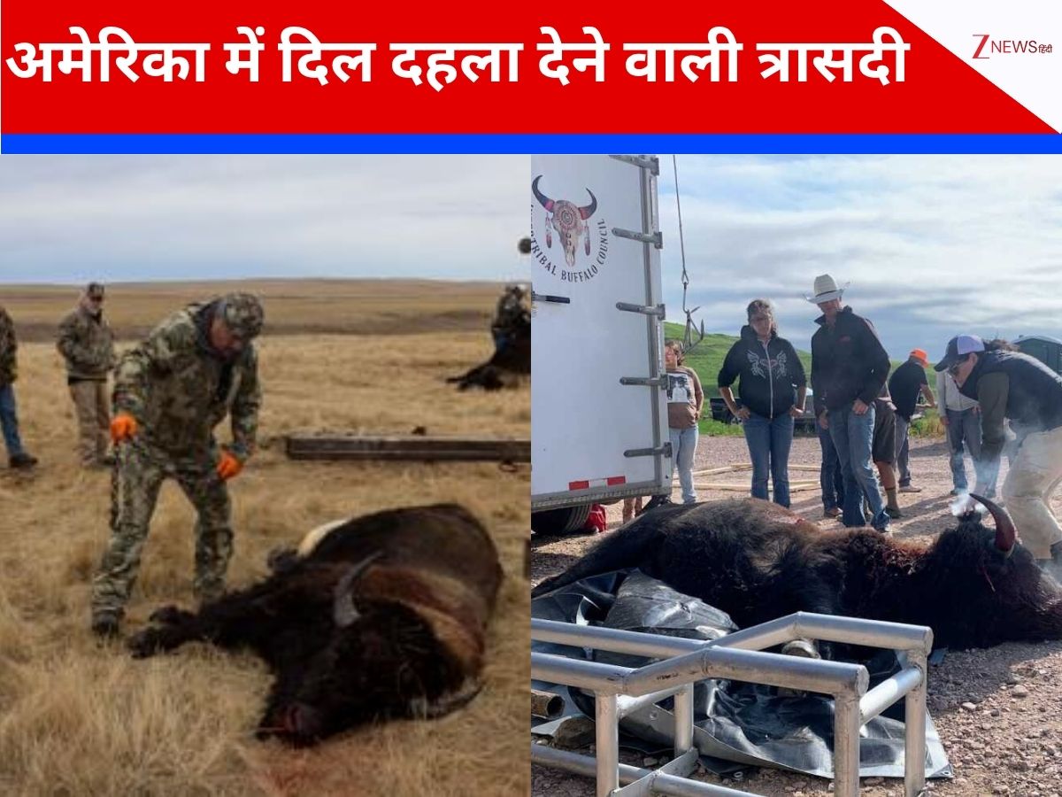 'हमने भैंसें बचाई थी, अब बच्चों के भूख के लिए मार रहे हैं...”, अमेरिका में ऐसी क्यों मची त्रासदी! 'हमने भैंसें बचाई थी, अब बच्चों के भूख के लिए मार रहे हैं...”, अमेरिका में ऐसी क्यों मची त्रासदी!