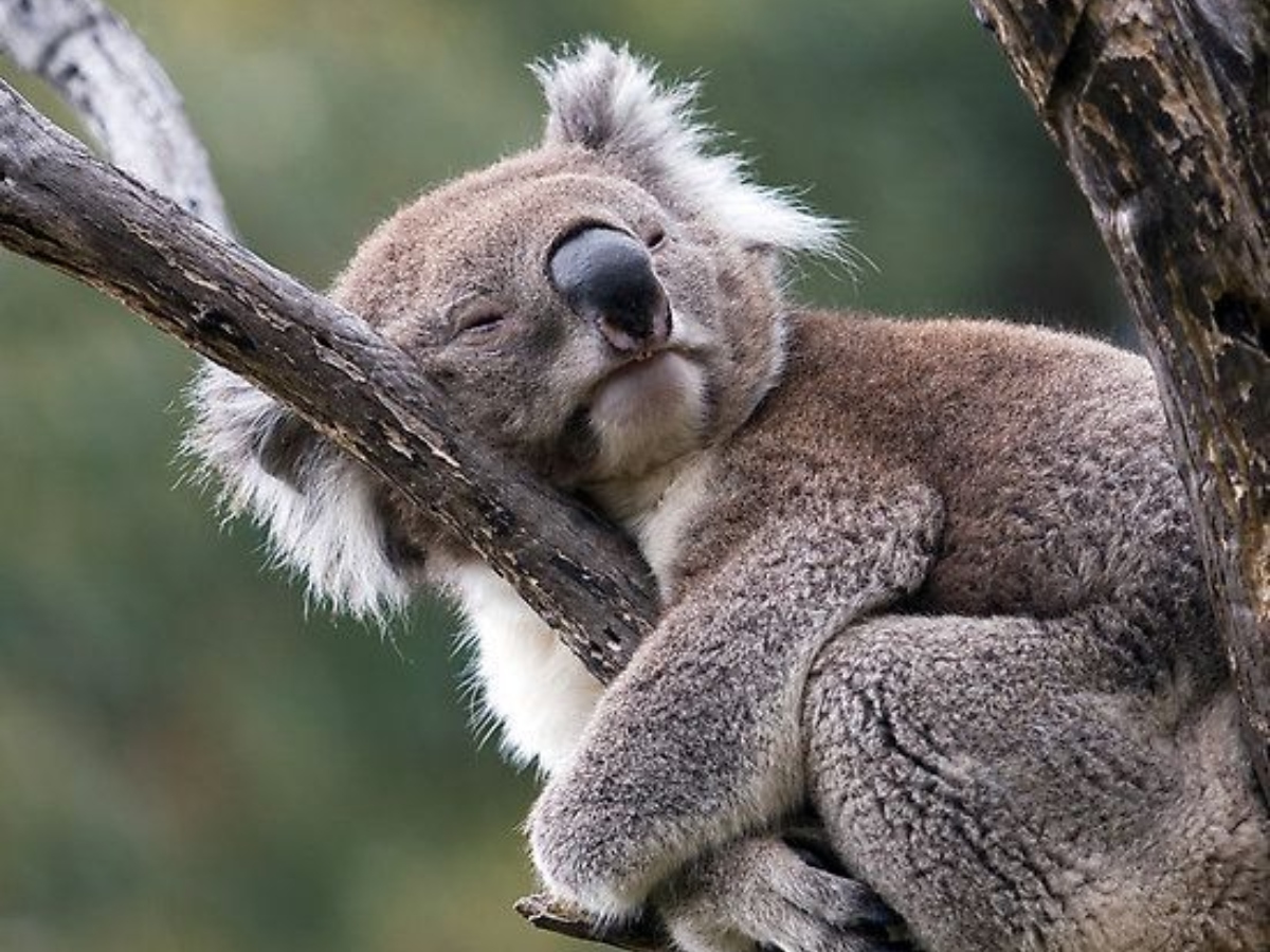 Koalas Python animals that sleep the most in a day night monkey koala python giraffe ...