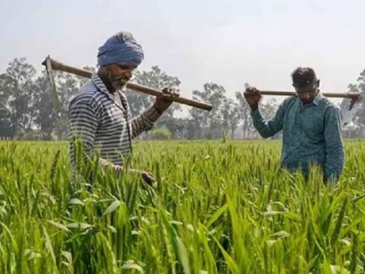 4225 रूपये प्रति क्विंटल