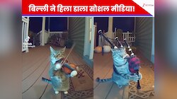 कैमरे के सामने बिल्ली ने बजाया वायलिन! 80 लाख बार देखा गया Video, सच्चाई निकली...