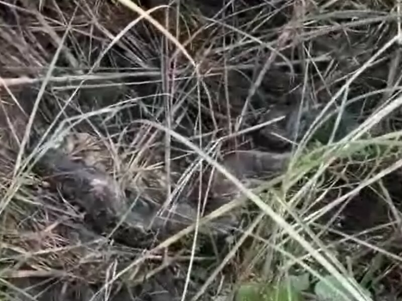 अजगर का रेस्क्यू